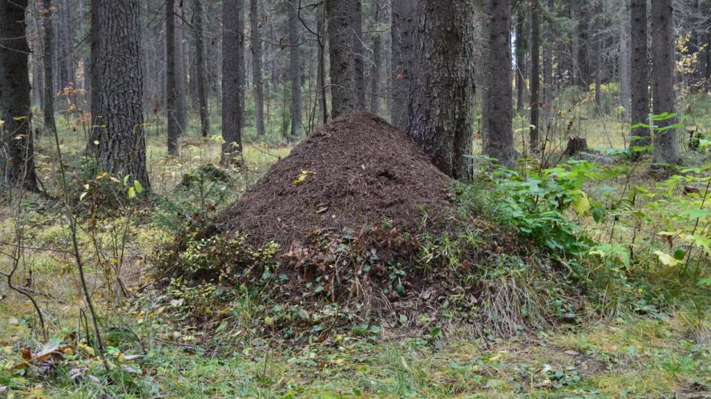 Kuidas alustada tervislikku eluviisi